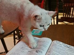 -猫色咖啡·猫咖