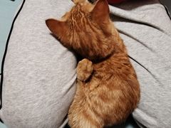 -中农国际动物医院24小时·猫科·骨科·急重症中心
