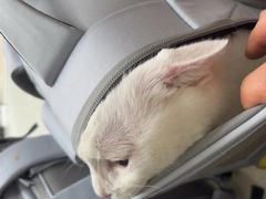 -宠颐生宠物医院·心肾内科·猫专科诊疗中心宠巢店