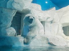 -海合安天津极地海洋公园