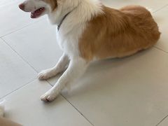 -怪兽屋·羊驼·猫咖·狗咖(俊华广场店)