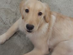 -小狗上班·狗咖·猫咖·小奶狗·摄影(南山店)