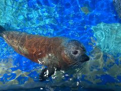 -太平洋海底世界