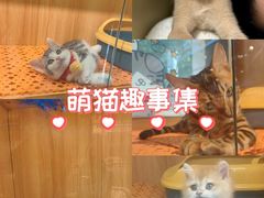 -欣宠猫屋·矮脚拿破仑·蓝金金渐层