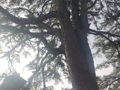 -终南山国家森林公园