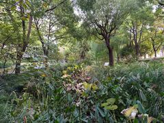-陈家山荷花公园