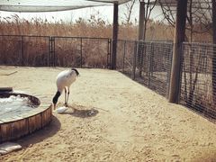 -盐城丹顶鹤湿地生态旅游区
