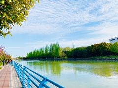 -高东镇樱花园