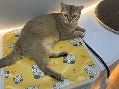 -COLOR PETS 撸猫馆·购猫·猫咖(长风大悦城店)