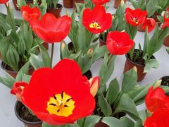 android_upload_pic-荷兰花海