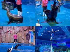 -烟台海昌鲸鲨海洋公园