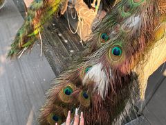 -西双版纳原始森林公园