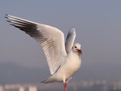-海埂大坝