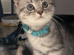 -纳吉亚猫专科动物诊疗中心(蒋宅口分院)