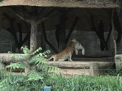 -清迈夜间动物园