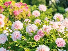 -莲花池公园