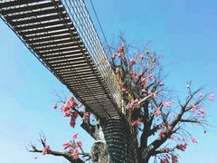 -天适樱花悠乐园