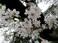 -武汉大学-樱园