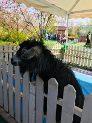 -萌宠亲子动物乐园(槐房万达店)