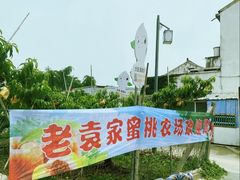 -老袁家蜜桃农场·阳山水蜜桃