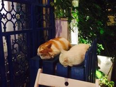 -Sirena海妖日咖夜酒