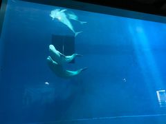 -芜湖新华联大白鲸海洋公园