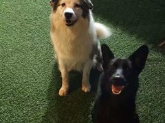 -宠拉拉·高端寄养·宠物酒店(朝阳分店)