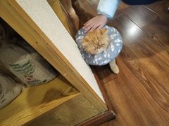 -猫友咖啡店(玉林西路店)