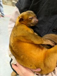 -Zoolung Zoolung动物主题公园(海信广场店)