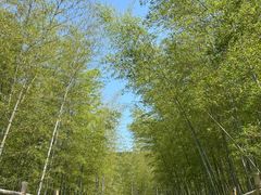 -陶祖圣境风景区