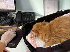 -北京观赏动物医院·24小时大型综合·猫专科·异宠专科