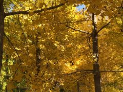 -大兴滨河森林公园