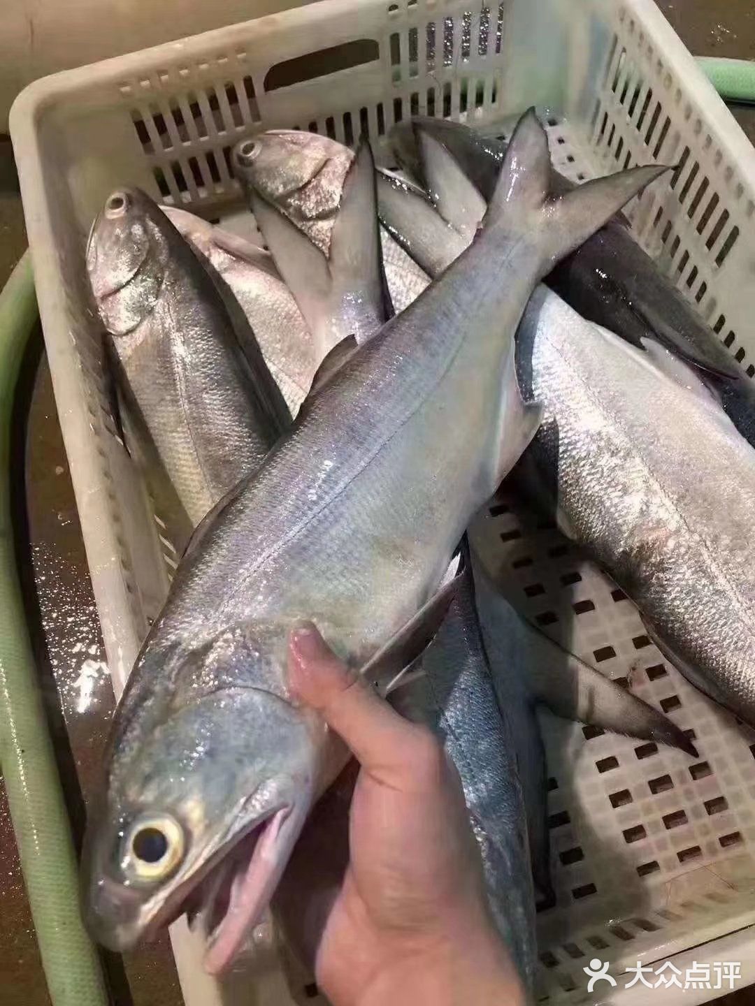 在闽南，常常盛传一句话，叫“一午二红杉