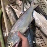 在闽南，常常盛传一句话，叫“一午二红杉