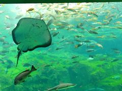 -西海国立公园九十九岛水族馆