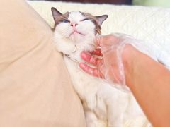 -柚子猫舍·精品猫舍购猫·猫咪认养·购宠·宠物店