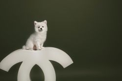 -玛奇朵婚纱摄影