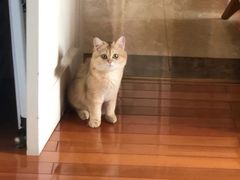 -东方名猫馆·英短金渐层布偶猫舍(环线广场1号楼店)