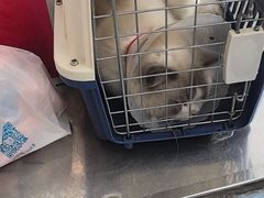 -伟伟宠物医院·瑞派猫友好医院·猫科(光谷店)