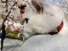 -高东镇樱花园