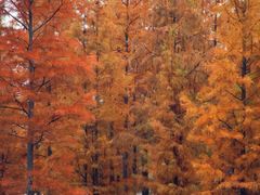 -白鹭湾湿地公园