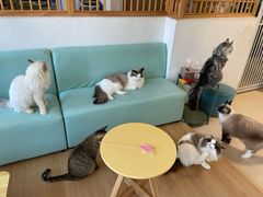 -猫在这儿猫咪咖啡馆·撸猫馆