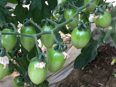 -庞各庄翠芳园西瓜蔬菜基地采摘园