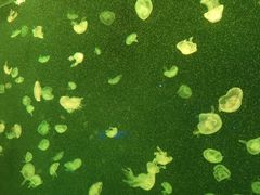 -上海海洋水族馆