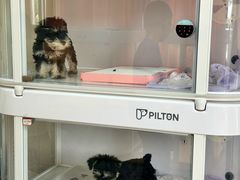 -翊宠yipet猫狗购宠庄园
