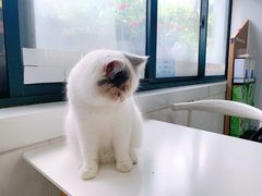 -喵的天空名猫咖啡馆·撸猫·猫舍·用品