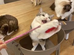 -有喵·猫咖·狗咖·30几只猫10只小狗(岗厦店)