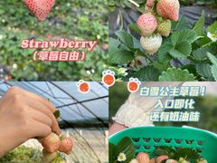 -昌平兴寿秀秀草莓采摘园