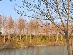 -合肥滨湖国家森林公园