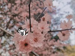 -重庆彩云湖湿地公园